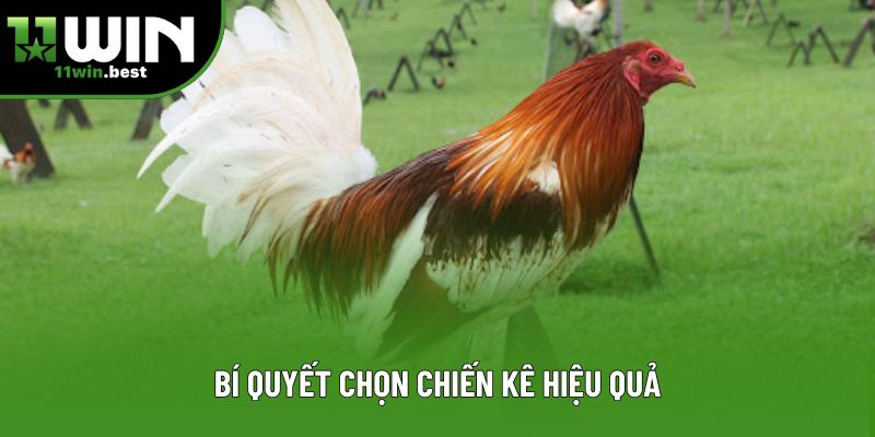 Bí quyết chọn chiến kê hiệu quả