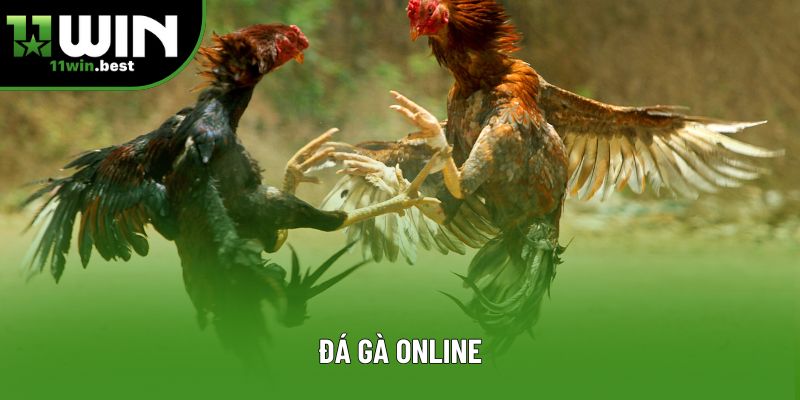 Đá Gà Online - Trải Nghiệm Đỉnh Cao Tại 11Win Hấp Dẫn